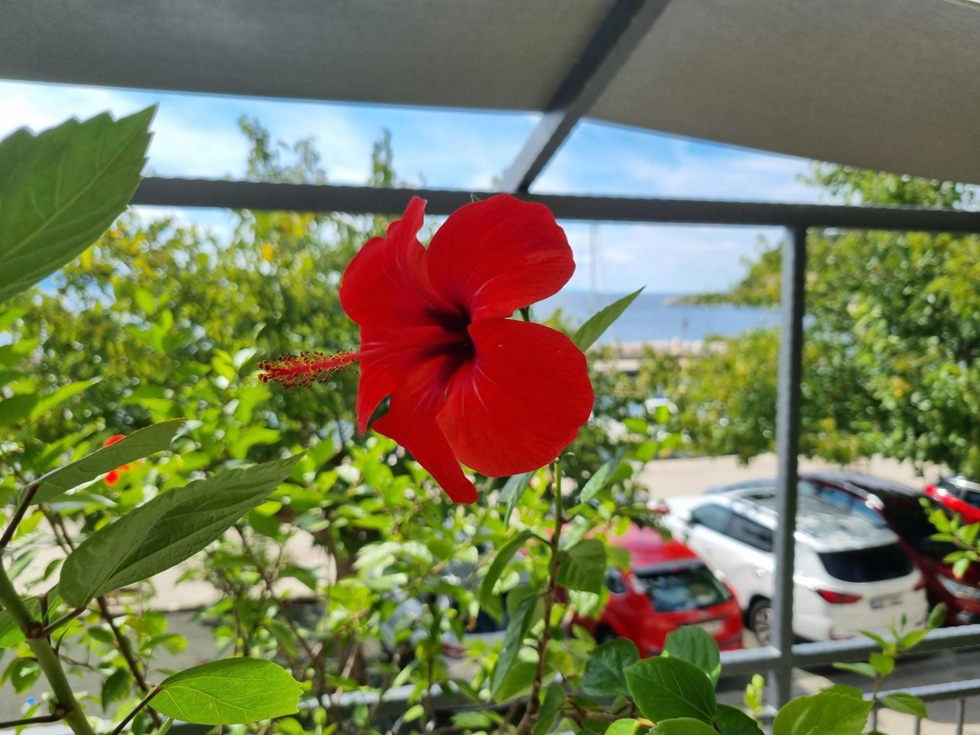Apartman Ruza Podgora Exteriér fotografie